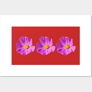 Three Pink Cosmos Flowers Floral Photo Posters and Art